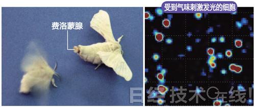 自驾汽车以昆虫为范本的新一代仿生汽车
